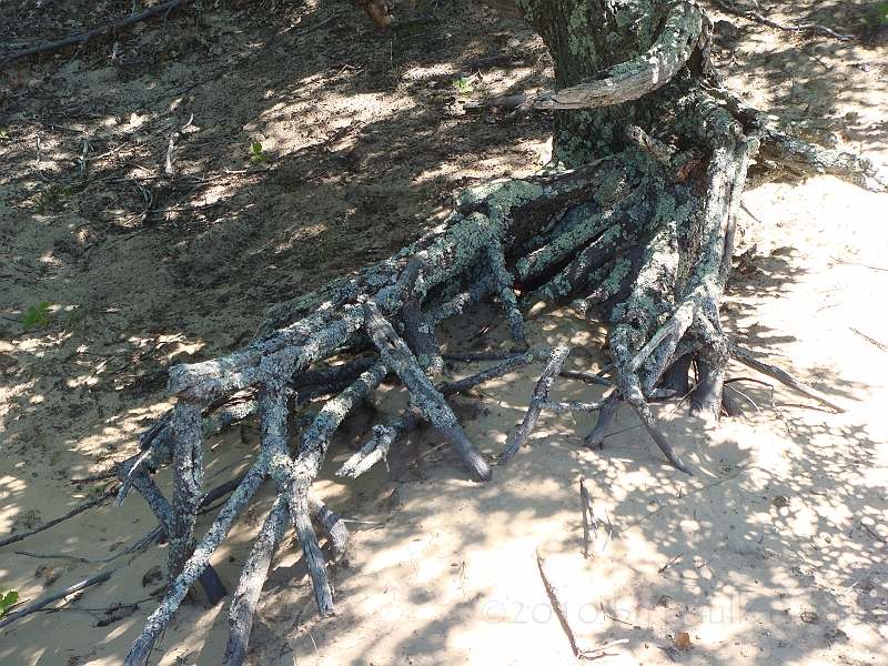 Western Michigan [2010] 077.JPG - Scenes from our trip to Western Michigan. Some places along the way were Ludington, Sleep Bear Dunes, and Traverse City.